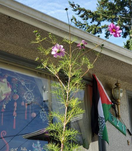 A tall cosmos plant with vibrant pink flowers emerging from a house exterior. The plant has thin green foliage and rises from the bottom of the frame, extending upwards towards the roof of a building. Two fully bloomed pink cosmos flowers and a bud are visible at the top. The house exterior features rough, pebbled siding, a window with visible decorations inside, and a Palestinian flag is displayed to the right.