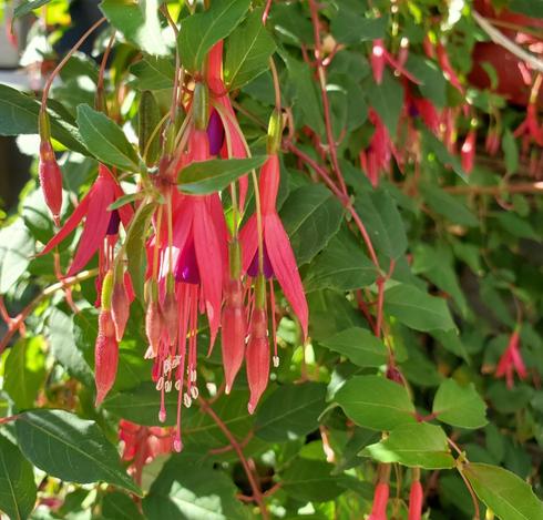 Close-up of a fuchsia plant featuring many vibrant, pendulous flowers with elongated, deep pink petals, purple inner blooms, and delicate white stamens; green leaves and reddish stems create a lush background.
