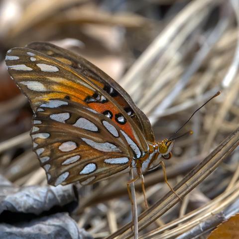 A butterfly with bright white splotches on orange wings sits perched on some dead reeds.  A closer look reveals that the curly tongue of this butterfly is orange. This is the Gulf Fritllary, a very common and active butterfly of Louisiana. Photo by Peachfront. Oct 7, 2025.