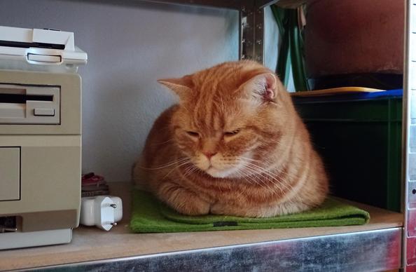 red cat loafing on a notebook sleeve next to old computing equipment