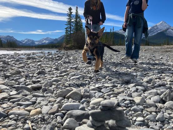 A puppy running on a rocky riverbank with two people during a scenic mountain hike under a bright blue sky.