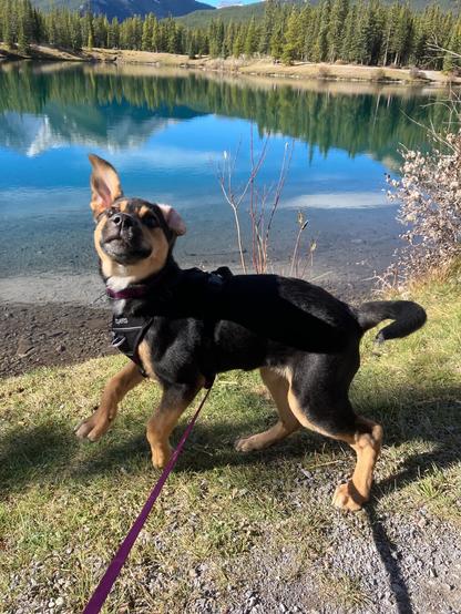A playful dog with one ear up standing next to a lake edge with mountains and trees in the background.