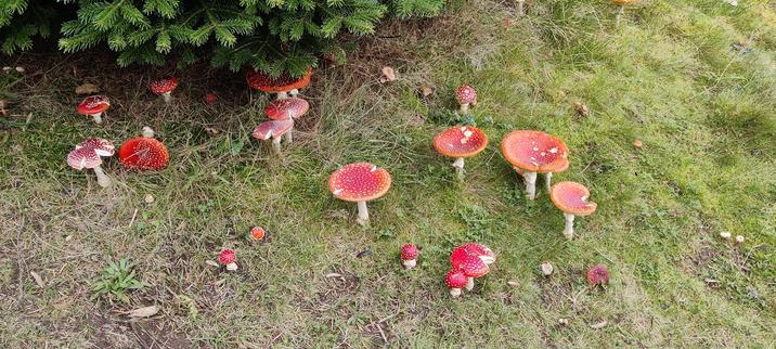 View from above of about twenty distinctive mushrooms with white stems and undersides and red tops with white spots. They are growing in grass near a dark green fir tree.