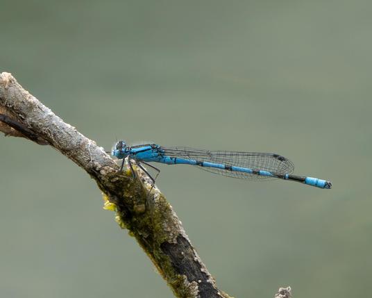 Blue damselfly resting on a twig.