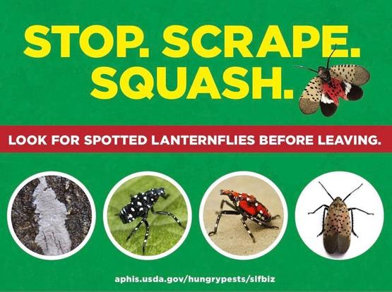A colorful poster urging the public to look for spotted lanternflies. It features the text "Stop. Scrape. Squash." and images of various life stages of the insect, including eggs, nymphs, and adults atop a green background.