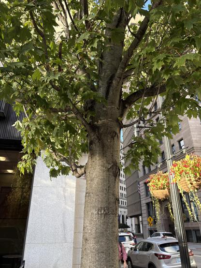 A close-up view of a tree trunk with lush green leaves, set against a city backdrop featuring buildings and parked cars. If you can look closely, an infestation of lanternflies up the trunk and branches.