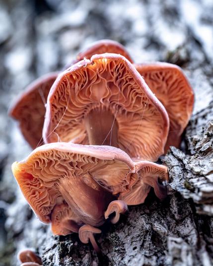 Looking up at the mushroom cluster at the exposed underside gills