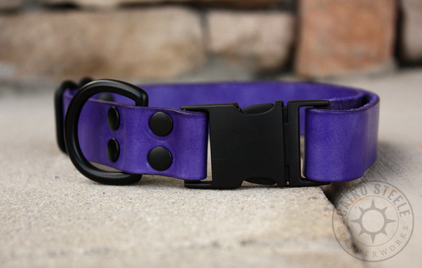 The violet collar