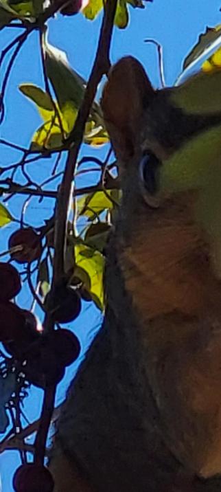 Close-up of squirrel directly overhead among branches laden with small red berries