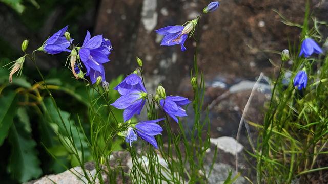 Against a background of reddish brown and gray rocks a small patch of green flourishes. In the foreground, a plant with narrow green grass-like stems is sporting several clusters of bell-shaped blue violet blossoms and a number of light green and beige buds.
