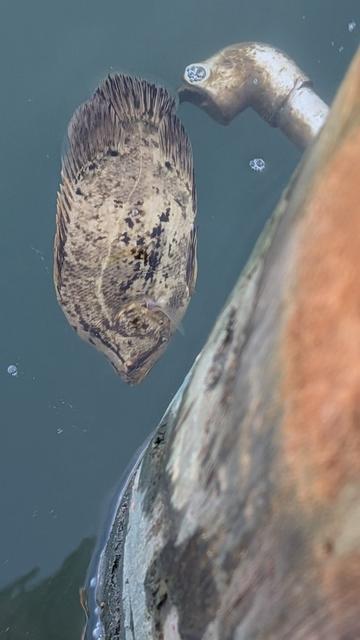 An Atlantic Tripletail lying on the surface of the water. It is a rather deep-bodied, narrow fish, with a rounded caudal/tail fin and a mottled yellow and brown coloration, reminiscent of an old banana.