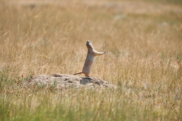 A black-tailed prairie dog stretching. 

Sony A1 ii, Sony 300mm f/2.8 + 2x TC - 1/500s, f/5.6, ISO500