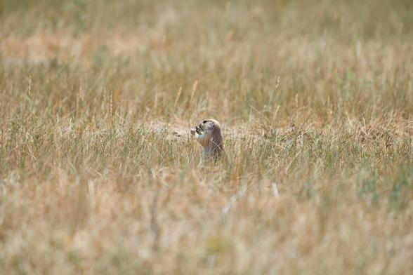 A black-tailed prairie dog nibbling on some food. 

Sony A1 ii, Sony 300mm f/2.8 + 2x TC - 1/500s, f/5.6, ISO500