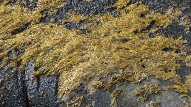 A photo of yellow seaweed growing on the surface of a rock.