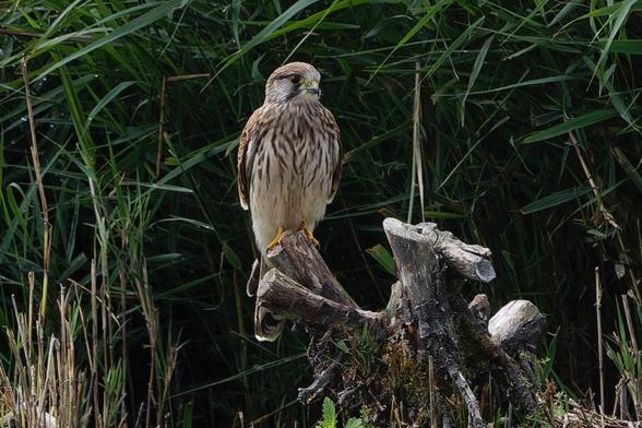 A sharp image of a Kestrel perched on a weathered stump, alert against a lush backdrop of tall green reeds. This beautiful falcon has captured a moment of stillness. Check out more photos at http://www.lukehaigh.co.uk. #Birds #lukehaigh #birdphotography #photography