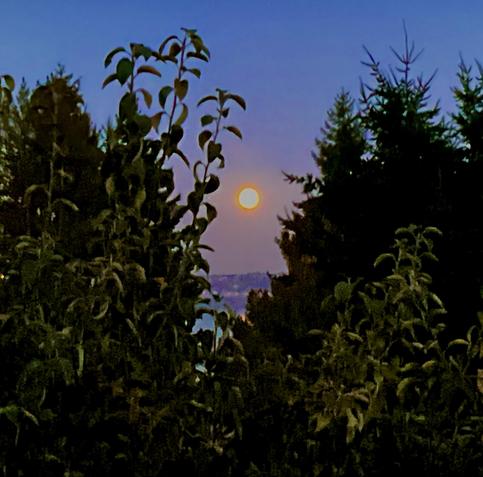 Early evening moonrise over West Seattle and Puget Sound from Manchester. Full moon is framed in a V formed by spruce and cedar trees.