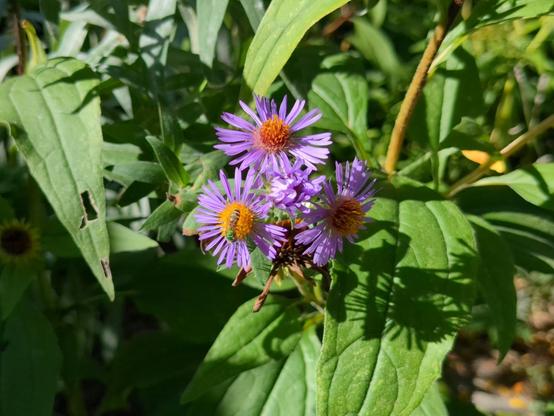 A sparkly metallic green bee with a striped black and white abdomen is on a cluster of daisy-like flowers with bright orange-yellow centres and rays of thin, dense purple petals. It is sunny and the background is full of greenery.