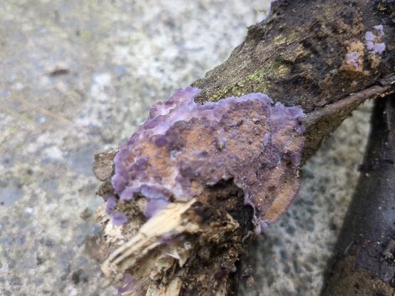 A purple and also orangey fungus spreads across a stick of rotting wood.