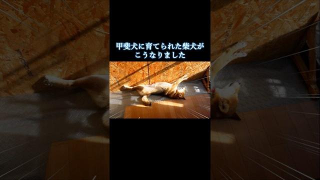 甲斐犬に育てられた柴犬がこうなりました　#柴犬 #甲斐犬 #youtubeshorts