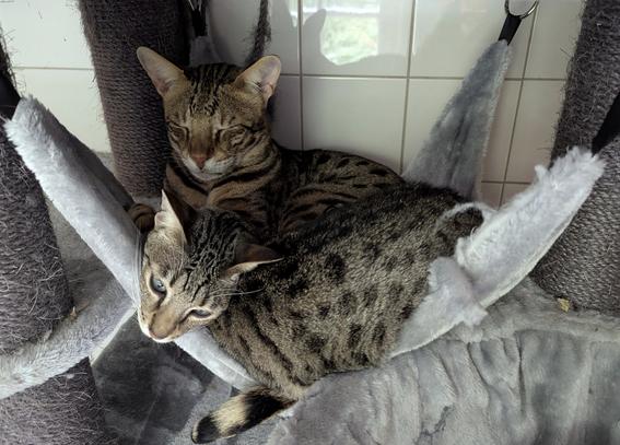 A large Savannah tomcat, Akio, sleeping in a cat furniture hammock, with a smaller Savannah cat, Demi, trying to snuggle with him on the edge of the hammock, nearly falling out.