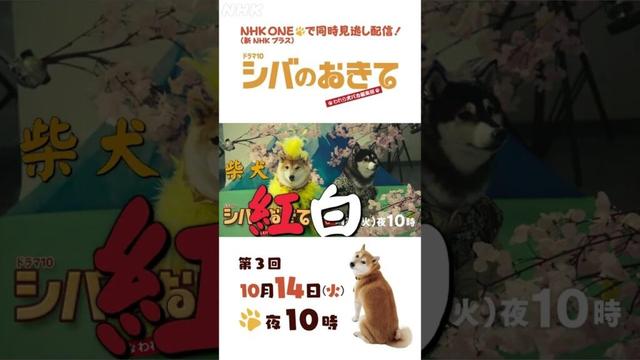 【ドラマ10 シバのおきて】大東駿介 飯豊まりえ 第3回 15秒PR | NHK | #shorts