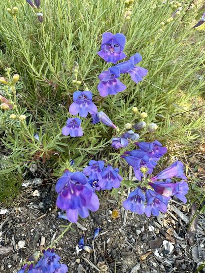 Purple to pink tube shaped colored flowers with yellow buds emerging from stalks of small bright green lance shaped leaves