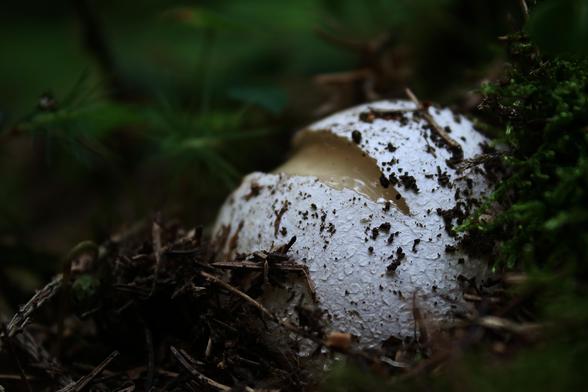 das bild im querformat zeigt einen pilz auf dem waldboden. der pilz ist ein als hexenei bezeichnetes frühstadium einer stinkmorchel. der pilz ist rund bis eiförmig. er hat eine weiße, leicht strukturierte oberfläche. die äußere schicht ist aufgebrochen und gibt den blick auf das innere des pilzes frei. um den pilz herum befinden sich moos, nadeln und andere pflanzenreste, die einen dunklen und natürlichen hintergrund bilden. die farben sind gedämpft, mit einem kontrast zwischen dem hellen pilz und dem dunklen wald.