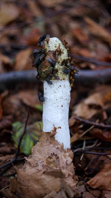 das bild zeigt eine von zahlreichen fliegen bedeckte stinkmorchel.
der pilz hat einen weißen, porösen stiel und einen grünlich-braun-glibberig verrottenden hut.
der hintergrund besteht aus rot-braunen blättern und ästen.
das bildformat ist 9 zu 16 und korrespondiert mit der länglichen form des pilzes.