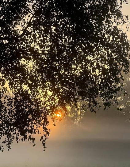 Hinter einem Vorhang von Blättern strahlt die niedrig stehende Sonne Gold Gelb durch den Bodennebel