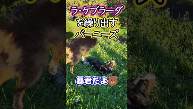 プロレス技を繰り出すバーニーズマウンテンドッグ #shorts #dog #ワンプロ #funny #bernese #大型犬  #バーニーズ