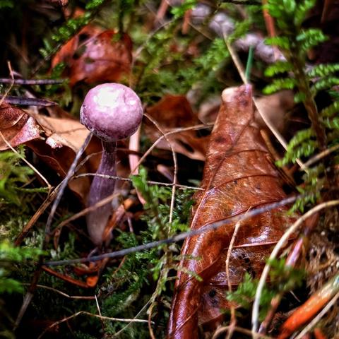 A small mushroom of violet complexion in moss and dead leaves