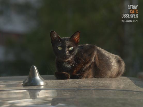 A black cat sits on the roof of a car in the rays of the evening sun