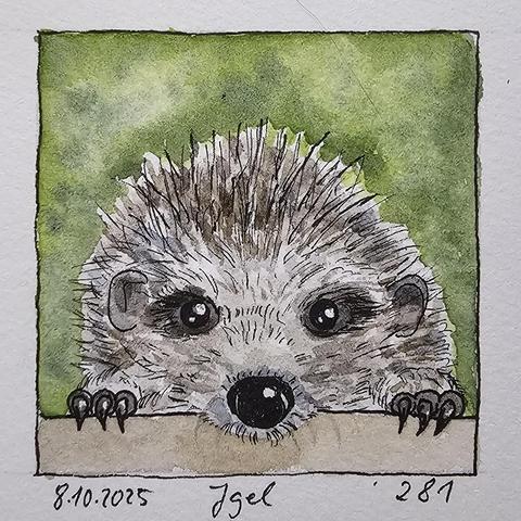 Aquarellskizze: Ein Igel, der über ein Brett spitzelt, beide Vordertatzen mit ihren Krallen auf dem Brett abgestützt.