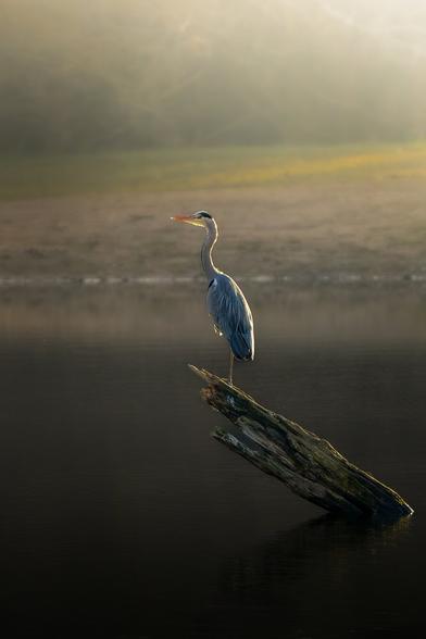 A grey heron stands gracefully on a slanted piece of driftwood jutting from calm, dark water. Warm early sunlight illuminates its grey-blue feathers and long neck, while the background fades softly into mist and golden tones, creating a tranquil, ethereal scene.
Would you like me to make the tone more artistic or keep it more naturalistic for sharing?