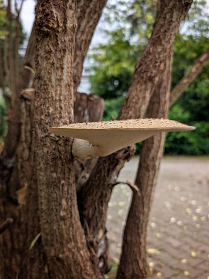 Ein Baumpilz, der an das Raumschiff Enterprise erinnert.