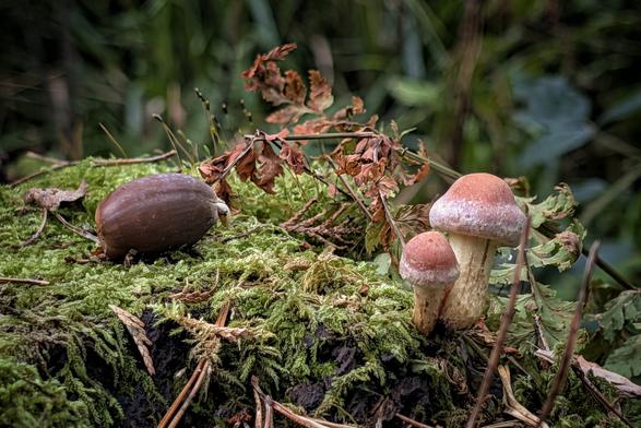 A close-up photograph of two small, beige mushrooms with pinkish-brown caps growing on a moss-covered log. To the left of the mushrooms is a single, large, dark brown acorn. The log is covered in vibrant green moss and darker soil, with dried brown fern leaves and pine needles scattered around, all set against a softly focused, dark green background of the forest.