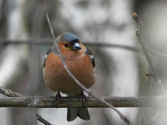 El pájaro está perchando en una rama sin hojas con un fondo gris difuminado. Se le ve regordete, el pecho de color naranja, las alas plehgadas con tonos blancos y negros, pico gordo y fuerte, la cabeza de color gris con una línea marrón en la frente.

Si estás leyendo este texto es porque tienes dificultades de visión y espero que te haya ayudado a ver la imagen. Si no ha sido así, te agradecería los comentarios.
Si lo has leído aunque ves la imagen sin problemas recuerda que debes poner un texto alternativo en tus archivos multimedia para que todo el mundo pueda disfrutarlos.