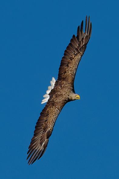 Seeadler mit ausgebreiteten Flügeln im Flug vor blauem Himmel