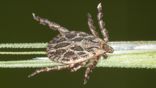 Photo: Dermacentor marginatus. Creator: Alejandro Ocampo (https://spain.inaturalist.org/people/janofonsagrada). License: CC BY-NC 4.0 (https://creativecommons.org/licenses/by-nc/4.0/). Reframed with AI assistance.
