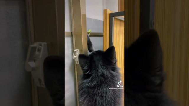 狩猟本能 #スキッパーキ #ブリーダー