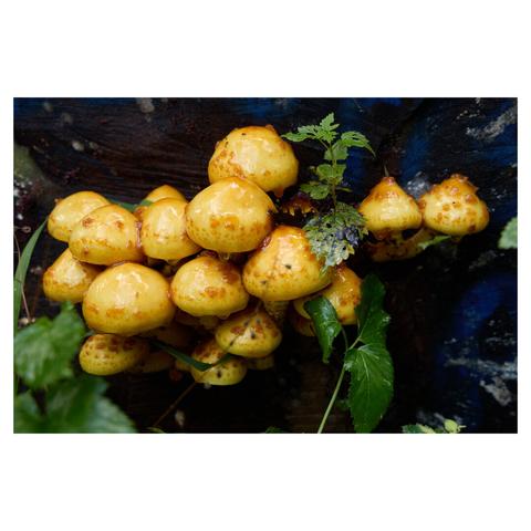 Closeup of a cluster of brick top mushrooms on a log after a rain shower.