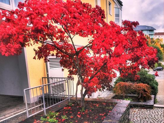 Ein Baum vor einem Eiscafé, dessen Laub im Herbst in strahlendem Rot leuchtet.