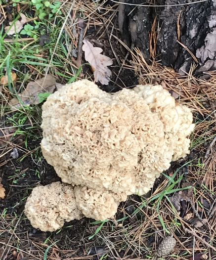 Cauliflower fungus growing at the foot of a pine tree. Surrounded by fallen pine needles, leaves and a thin covering of grass, the fungus grows in a shapeless mass of creamy white folds.