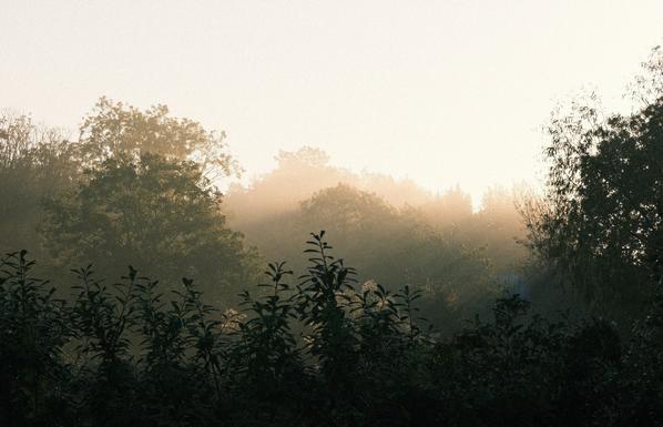 Tops of trees bathed in golden light and fog.