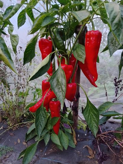 A red pepper plant with green leaves in a polytunnel