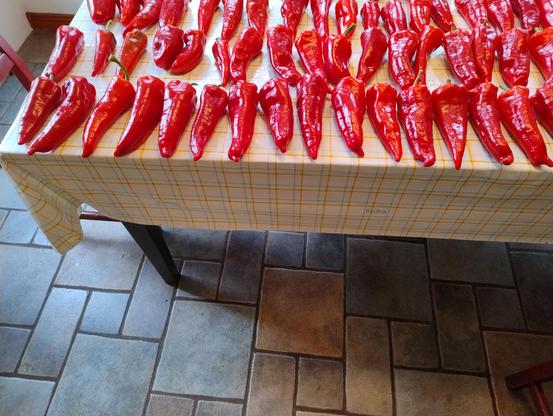 Red peppers lined up on a white kitchen table cloth