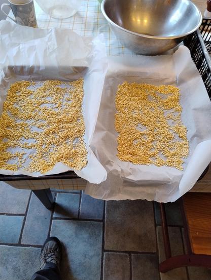 Red peppers seed on a tray lined with greaseproof paper sitting on a kitchen table the seeds are yellow in colour