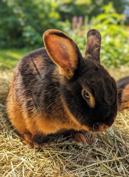 A close-up of a tan rabbit, a breed known for its distinctive colouration, sitting on a bed of golden straw and hay. The sunlight casts soft shadows across its smooth fur, accentuating its rich tan tones. The rabbit’s ears are upright, and its expression appears composed, perhaps even a touch obstinate, as it gazes steadily ahead. The background is gently blurred, featuring green foliage, creating a peaceful and natural setting. The lighting is warm and inviting.