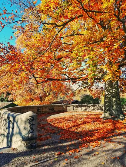 Ein Baum im Herbst mit bunten Blättern. Laub liegt auf dem Boden.
