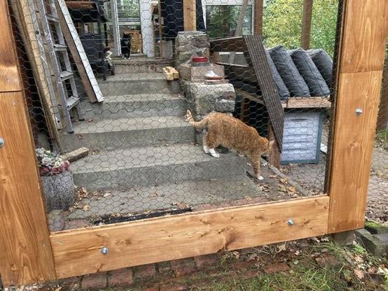 Picture of a ginger cat behind the sliding wooden door, descending to the lower porch level.